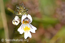 Euphrasia rostkoviana (F174865)
