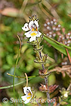 Euphrasia rostkoviana (F174868)