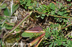 F174875: Gewöhnlicher Hornklee (Lotus corniculatus)