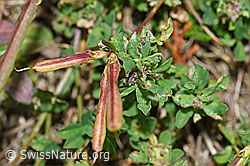 F174876: Gewöhnlicher Hornklee (Lotus corniculatus)