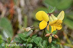 F174880: Gewöhnlicher Hornklee (Lotus corniculatus)
