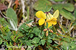 F174881: Gewöhnlicher Hornklee (Lotus corniculatus)