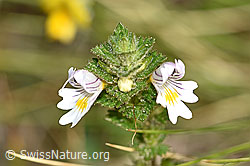 Euphrasia rostkoviana (F174884)