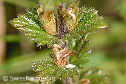 Euphrasia rostkoviana (F174888)