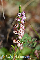 Besenheide (Calluna vulgaris) (28.08.2020, F174904)