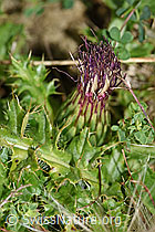 Cirsium acaule (F174913)