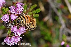Italienische Biene (Apis mellifera ligustica) an Besenheide (Calluna vulgaris) (F174924)
