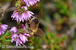 Italienische Biene (Apis mellifera ligustica) an Besenheide (Calluna vulgaris) (F174925)