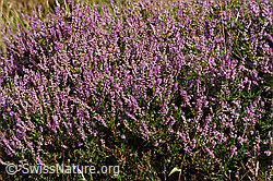 Besenheide (Calluna vulgaris) (F174936)
