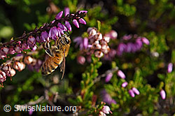 Italienische Biene (Apis mellifera ligustica) an Besenheide (Calluna vulgaris) (F174938)