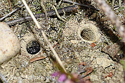 Feldgrille (Gryllus campestris) (F174942) Feldgrille (Gryllus campestris) (F174942)
