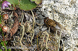 Graugelbe Polsterfliege (Pollenia rudis) (F174948)