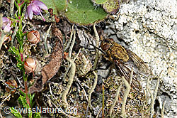 Graugelbe Polsterfliege (Pollenia rudis) (F174949)
