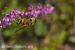 Totenkopfschwebfliege (Myathropa florea) auf Besenheide (Calluna vulgaris) (F174973)