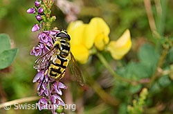 Totenkopfschwebfliege (Myathropa florea) auf Besenheide (Calluna vulgaris) (F174975)