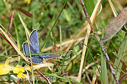 F174994: Idas-Bläuling (Plebejus idas) auf Gewöhnlichem Hornklee (Lotus corniculatus)