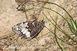 Photo: Brintesia circe