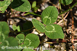 Kriechender Klee (Trifolium repens) (F175454)