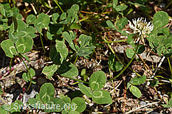 Kriechender Klee (Trifolium repens) (F175455)