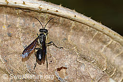 Stahlblauer Grillenjäger (Isodontia mexicana)