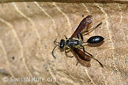 F175488: Stahlblauer Grillenjäger (Isodontia mexicana)