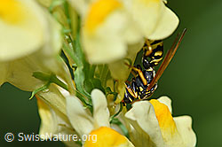 Französische Feldwespe (Polistes dominula) an Gemeines Leinkraut (Linaria vulgaris) (F175495)