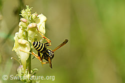 Französische Feldwespe (Polistes dominula) an Gemeines Leinkraut (Linaria vulgaris) (F177189)