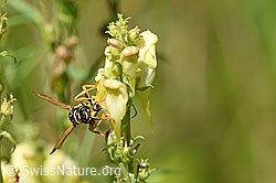 Französische Feldwespe (Polistes dominula) an Gemeines Leinkraut (Linaria vulgaris) (F177190)