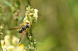 Französische Feldwespe (Polistes dominula) an Gemeines Leinkraut (Linaria vulgaris) (F177191)