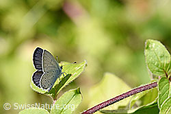 Cupido alcetas. Male. (24.08.2020, F177212)