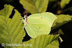 Zitronenfalter (Gonepteryx rhamni) (F177869)
