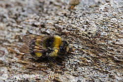 Dunkle Erdhummel (Bombus terrestris) (F177881)