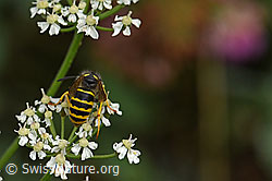 F177916: Waldwespe (Dolichovespula sylvestris)