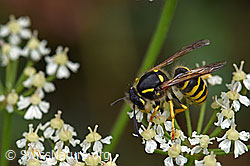 F177917: Waldwespe (Dolichovespula sylvestris)
