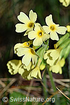 F178027: Wald-Schlüsselblume (Primula elatior), Blüten