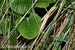 F178031: Wald-Schlüsselblume (Primula elatior), Blatt
