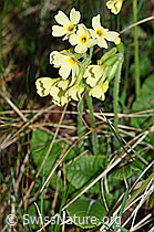 F178034: Wald-Schlüsselblume (Primula elatior)