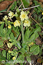F178049: Wald-Schlüsselblume (Primula elatior)