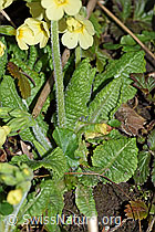 F178051: Wald-Schlüsselblume (Primula elatior), Stängel und Blätter