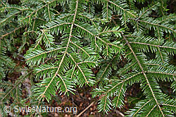 F178061: Weiss-Tanne (Abies alba), Ast und Nadeln