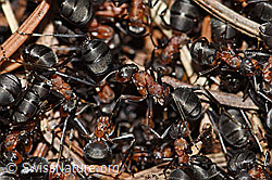 F178064: Rote Waldameisen (Formica rufa)