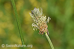 Foto: Spitzwegerich (Plantago lanceolata), Blüte