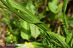 Foto: Spitzwegerich (Plantago lanceolata), Stängel