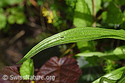 Foto: Spitzwegerich (Plantago lanceolata), Blatt