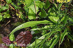 Foto: Spitzwegerich (Plantago lanceolata), Blätter und Stängel