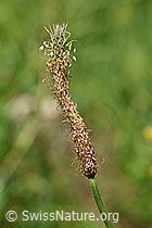 Foto: Spitzwegerich (Plantago lanceolata), Blüte