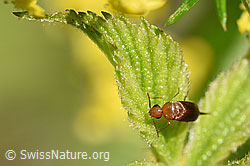 Französische Feldwespe (Polistes dominula) auf Echtes Labkraut (Galium verum)