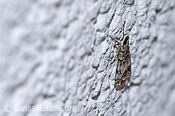 Foto: Eudonia truncicolella (Zünsler)