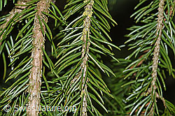F178155: Gewöhnliche Fichte (Picea abies), Ästchen und Nadeln