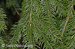 F178159: Gewöhnliche Fichte (Picea abies), Ästchen und Nadeln